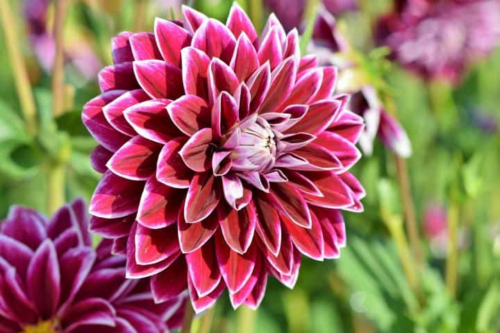 Top 10 Winter Flowers In India 9 Is My Favourite Oct To Nov Sowing