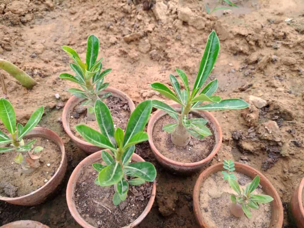 adenium baby plants