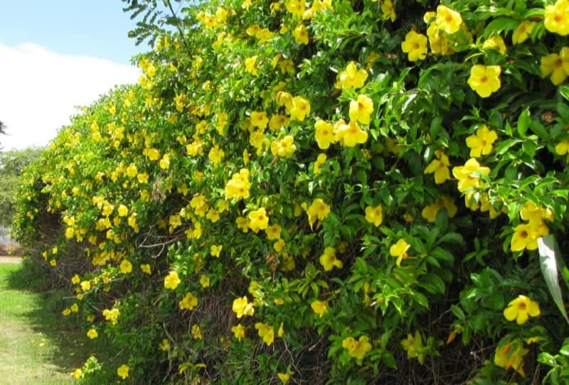Allamanda Yellow Flowers