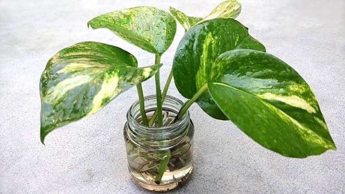 money plant in water