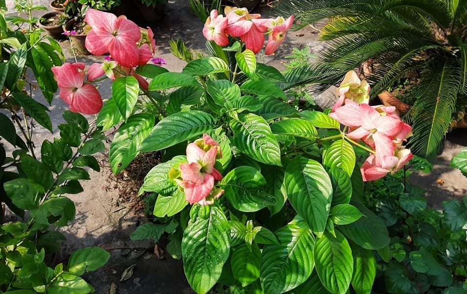 Mussaenda Plant with pink petals