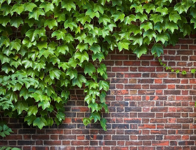 english ivy plant