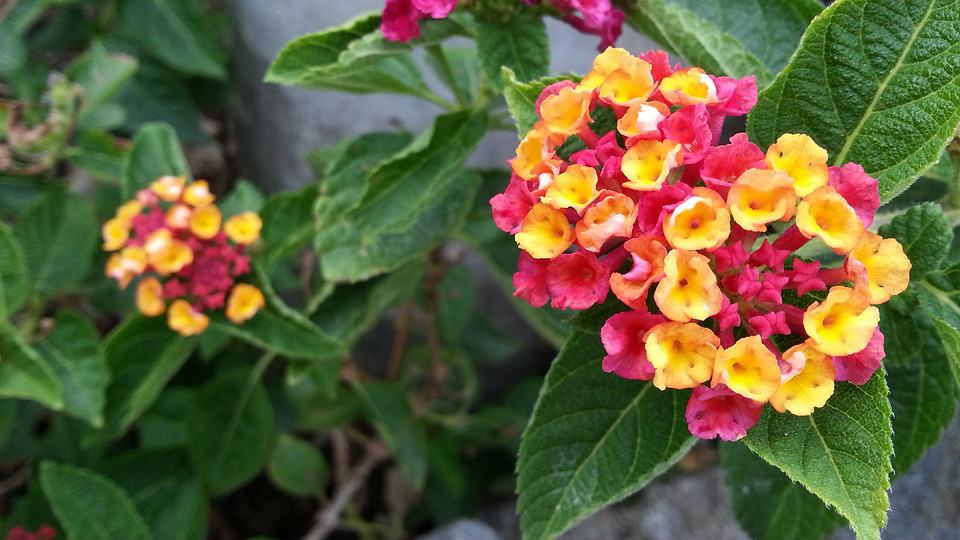 Lantana Mix Colour Flower