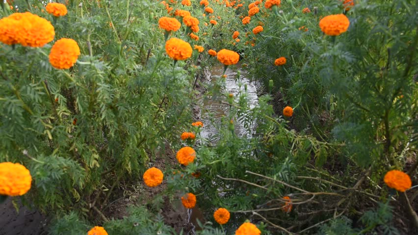 marigold flowers in indian summer