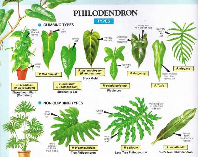 Types of  philodendron 