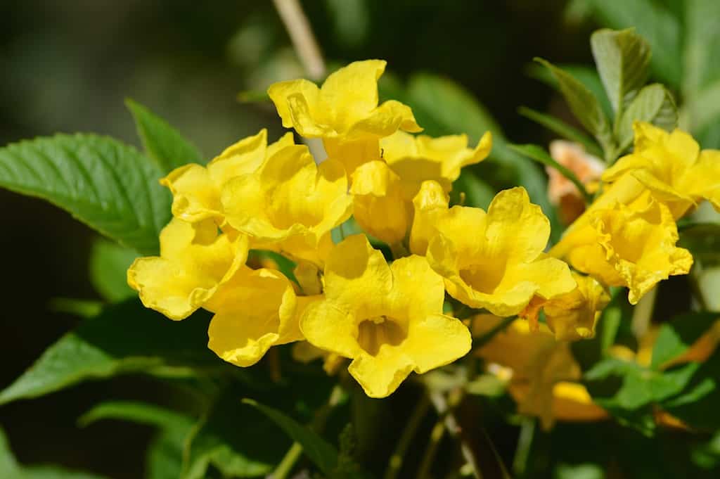 tecoma yellow flowers
