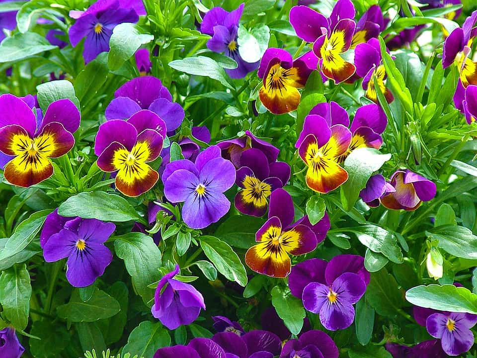 winter pansy flowers