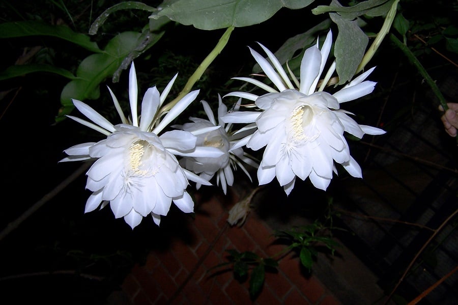 brahma kamal flower