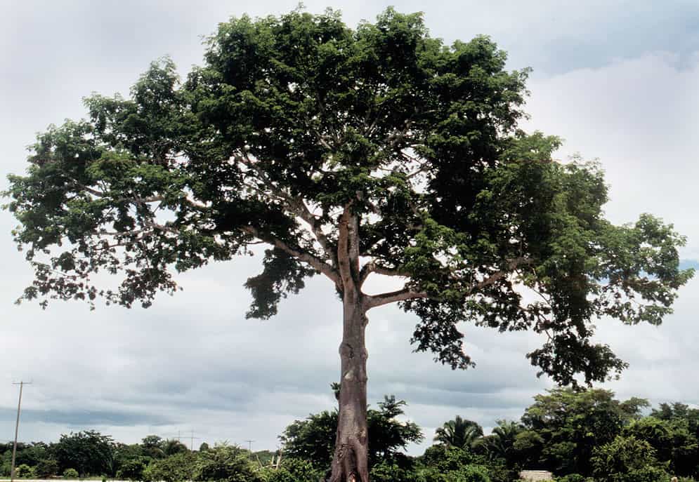 Fully grown Kapok tree