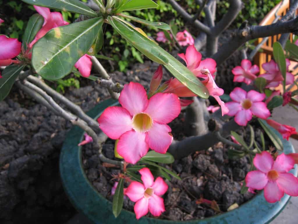 adenium pink flowers