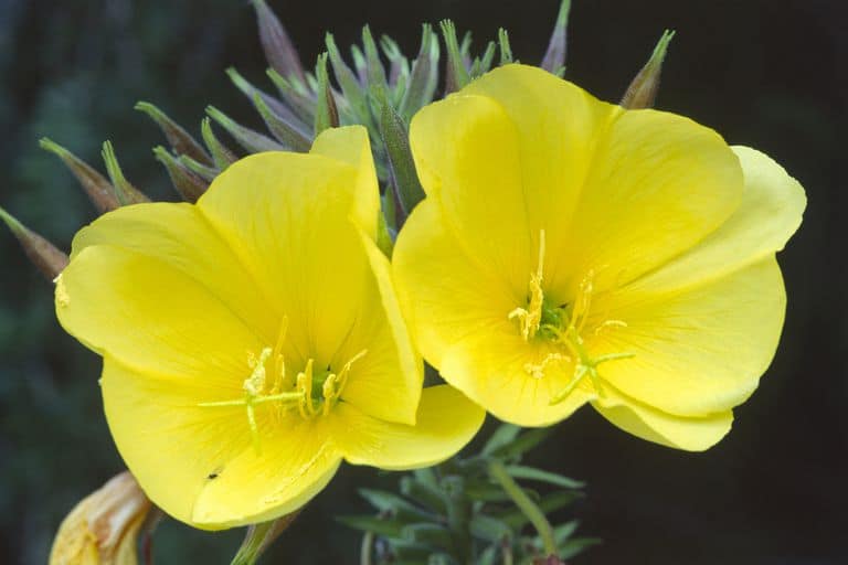 evening primrose yellow flower