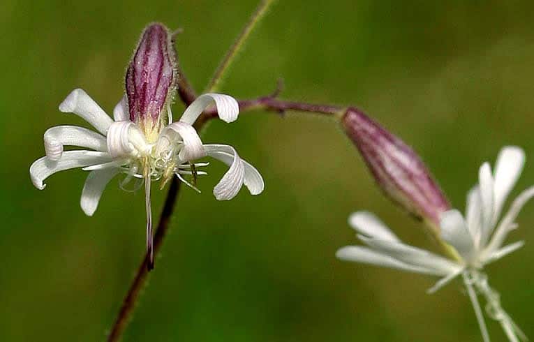 Nottingham catchfly flower