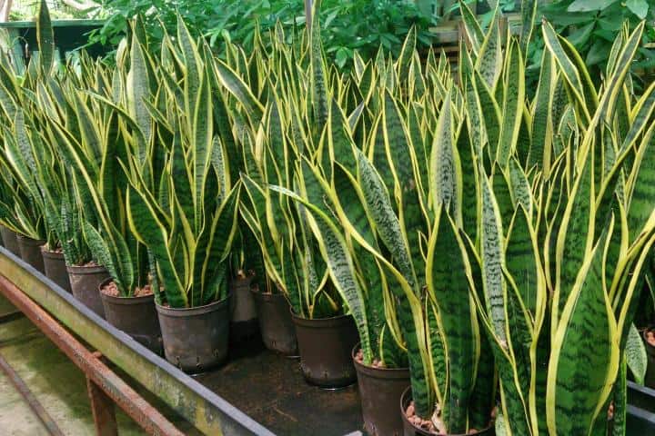Best Indoor Plants For Indian Climate
