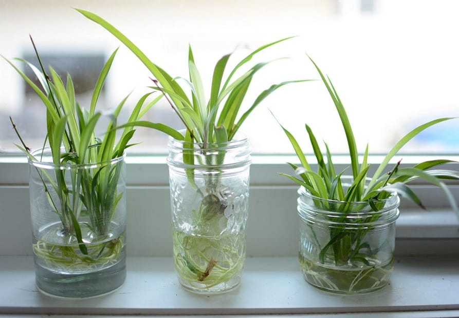 Spider plant growing in water