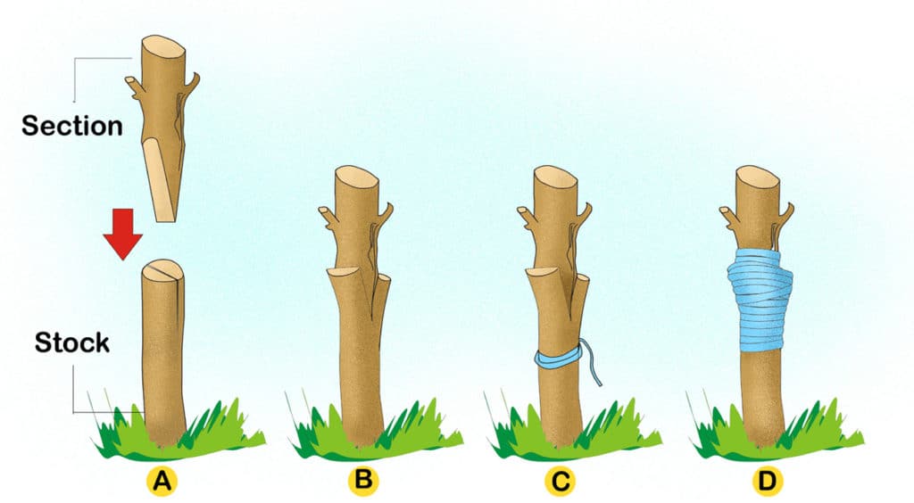 What is Grafting of plants? (Advantages, Videos)