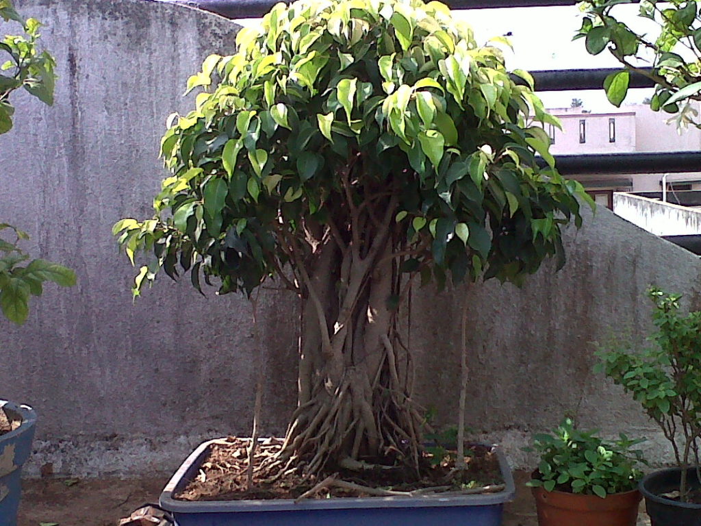 bonsai tree in delhi