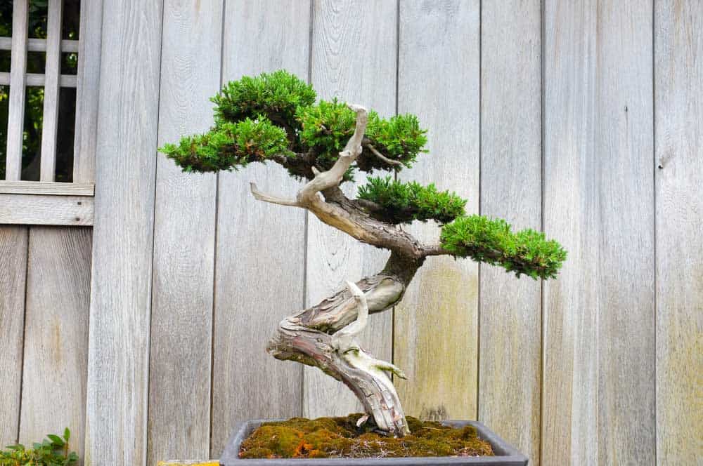 Growing A Bonsai Tree In India Beginner S Guide